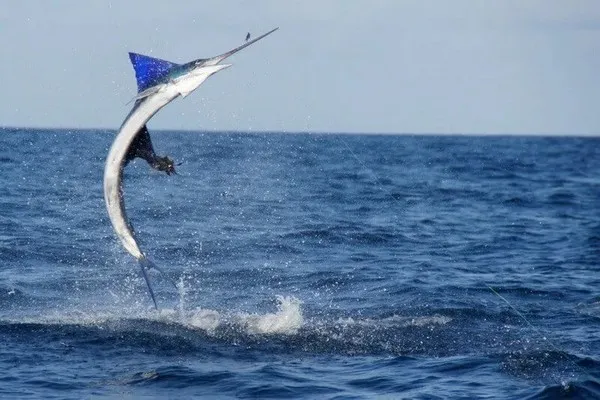 Marlin Fishing Los Suenos